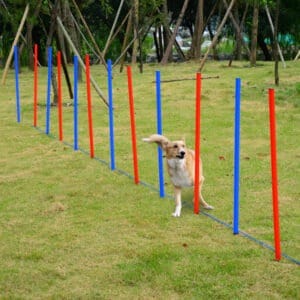 Pet Agility Set Training Play Kit Equipment