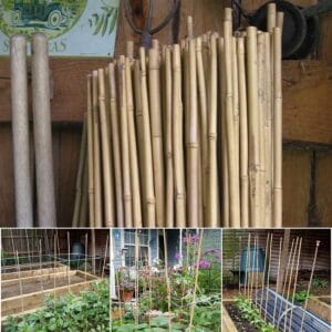 10 x 6ft Bamboo Canes 180cm