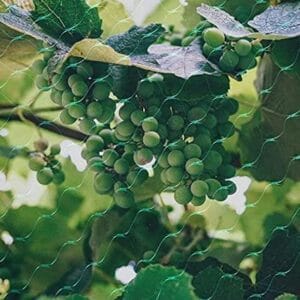 Aspect Bird Netting 2 Pack 10 X 2mtrs Aspect Bird Netting 2 Pack 10 X 2mtrs