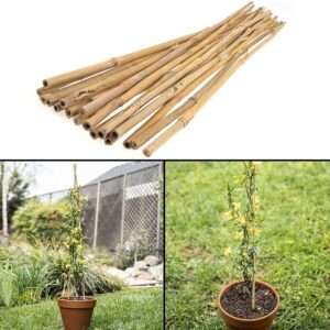 Bamboo canes 30 x 2ft (60cm)