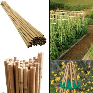 20 x 5ft Bamboo Canes 150cm