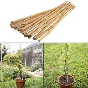 30 x 6ft (180cm) Bamboo Canes